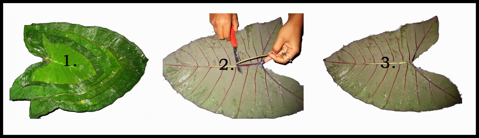 PATHRODE / PATRA / COLACASSIA LEAF ROLLS Recipe | Cook With Smile